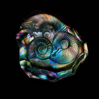 Cast Glass / Ammonites / 4.5”