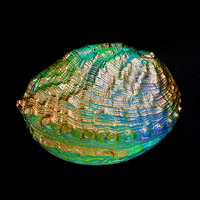 Cast Glass / Abalone / Gold / 3.5”