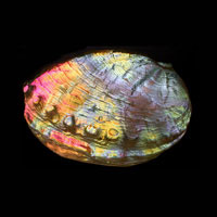 Cast Glass / Abalone / Rainbow / 3.75”