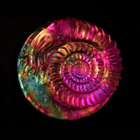 Cast Glass / Ammonite Z+ / Red / 4.25”