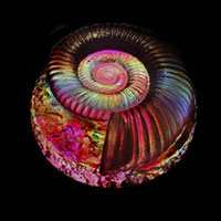 Cast Glass / Ammonite Z / Purple / 4.25”
