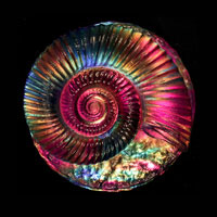 Cast Glass / Ammonite Z / Red / 4.25”