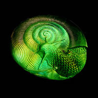 Cast Glass / Snail / Green / 3”