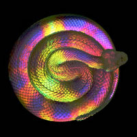 Cast Glass / Snake 1 / 4.75”