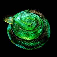 Cast Glass / Snake / Green / 4.75”