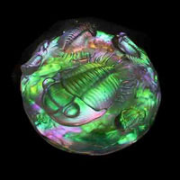 Cast Glass / Trilobite / Green / 4”