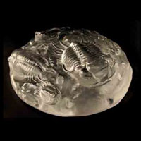 Cast Glass / Trilobites / Clear