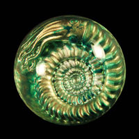 Lead Crystal Cast Glass / Ammonite N+ / Green