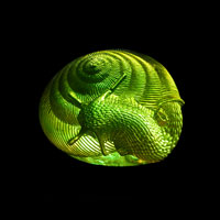 Cast Glass / Snail / Green / 3”